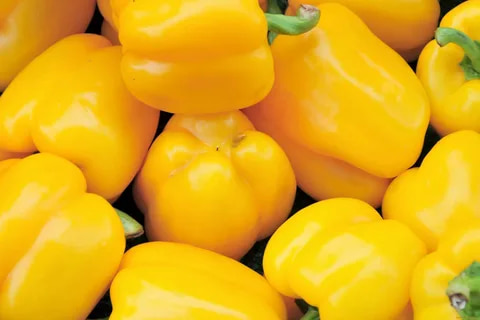 تصویر 3 از فلفل دلمه‌ ای زرد برداشت روز و کاملاً تازه